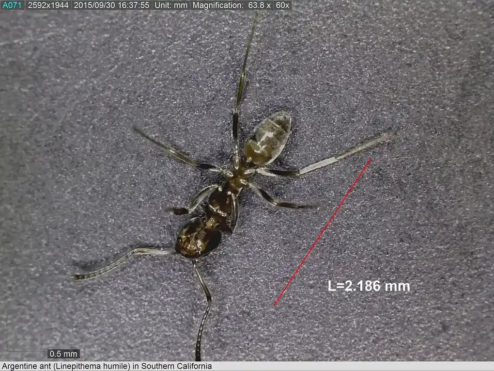Ant Control in Bakersfield