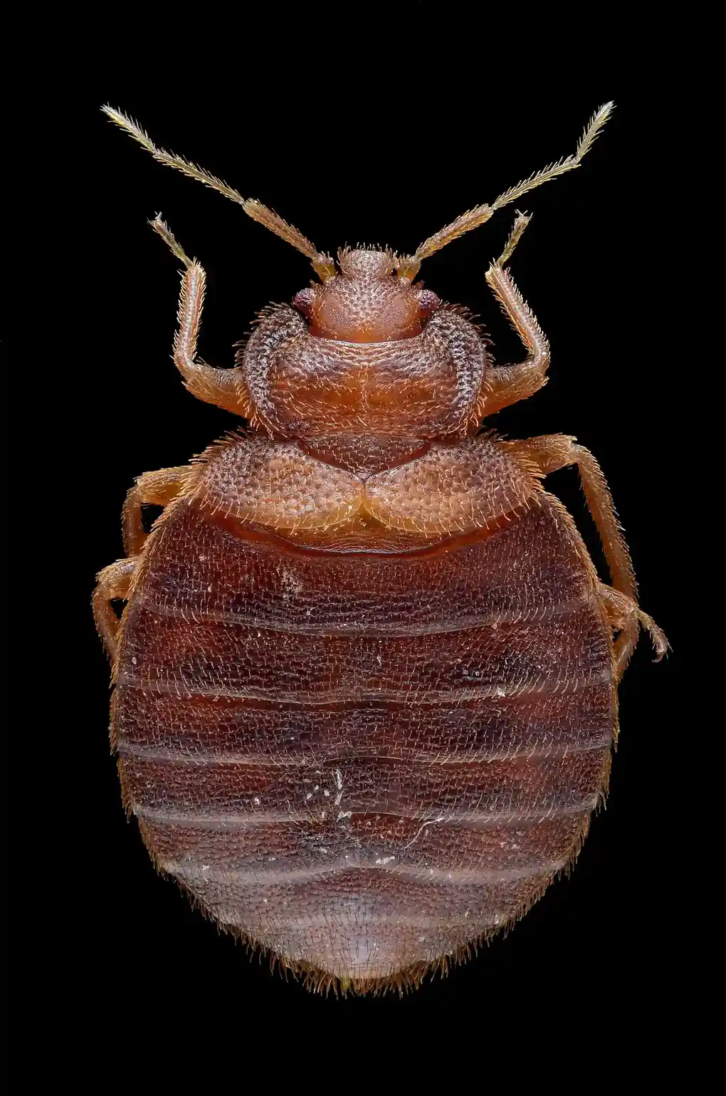 Bed Bug Treatment in Bakersfield