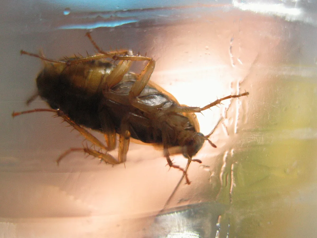 Cockroach Control in Bakersfield