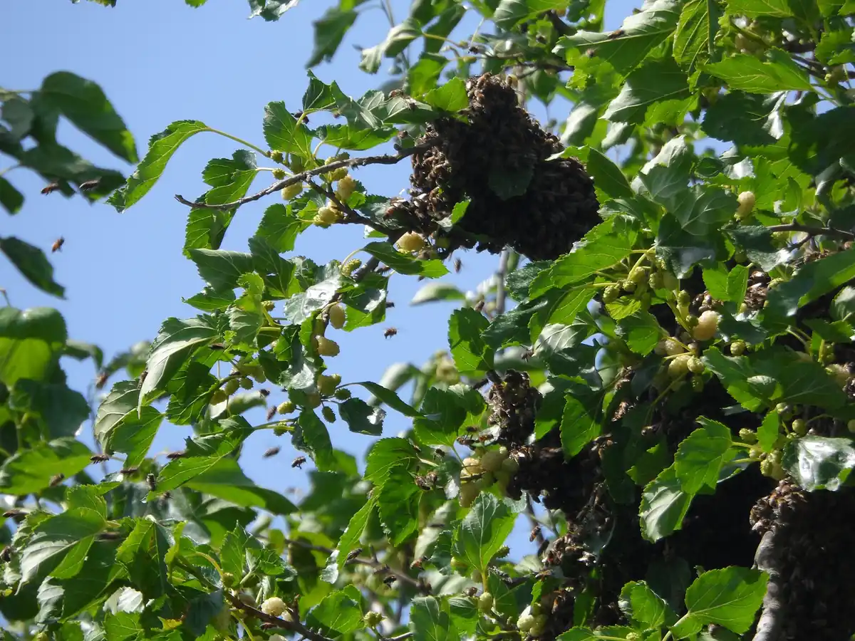 Emergency Pest Control in Bakersfield