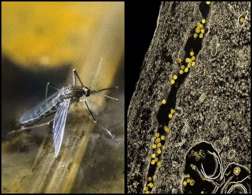 Mosquito Control in Bakersfield