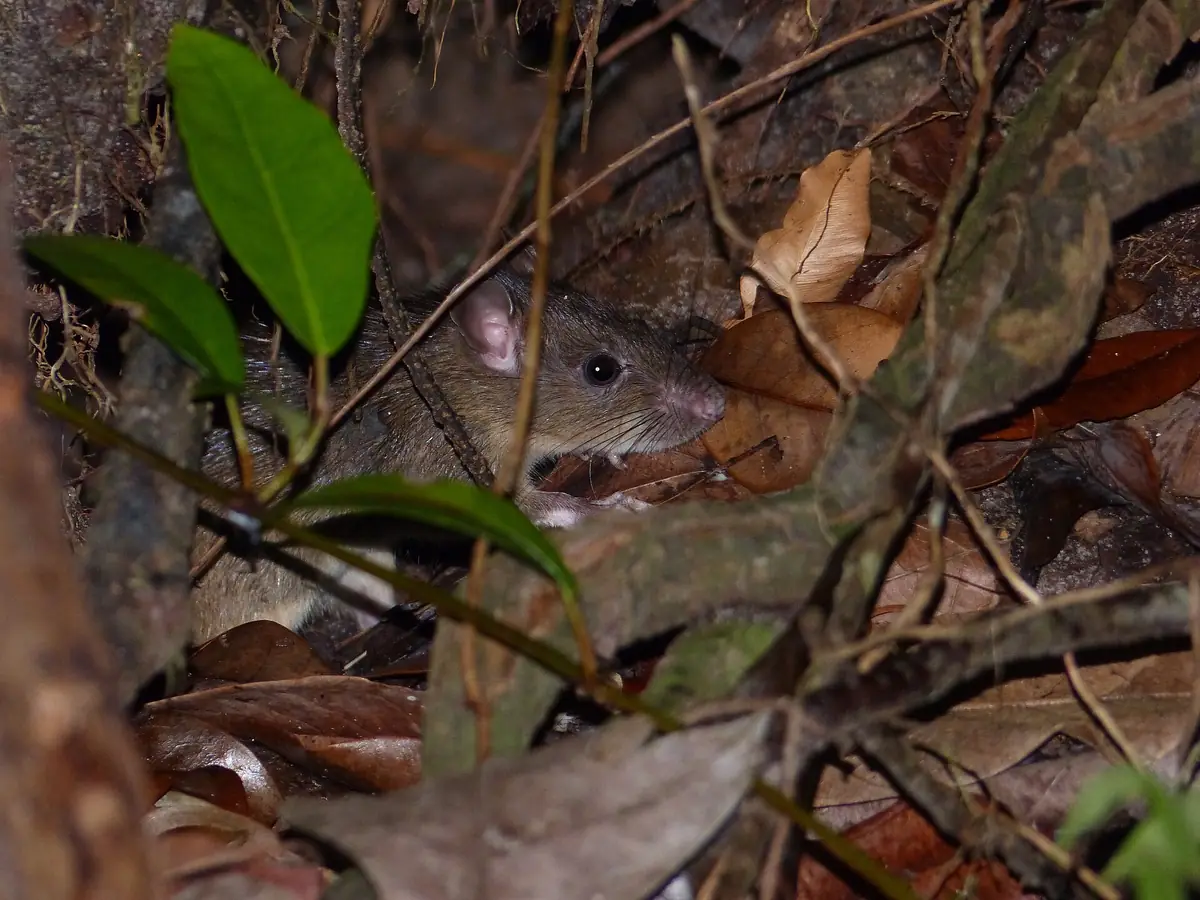 Rodent Control in Bakersfield
