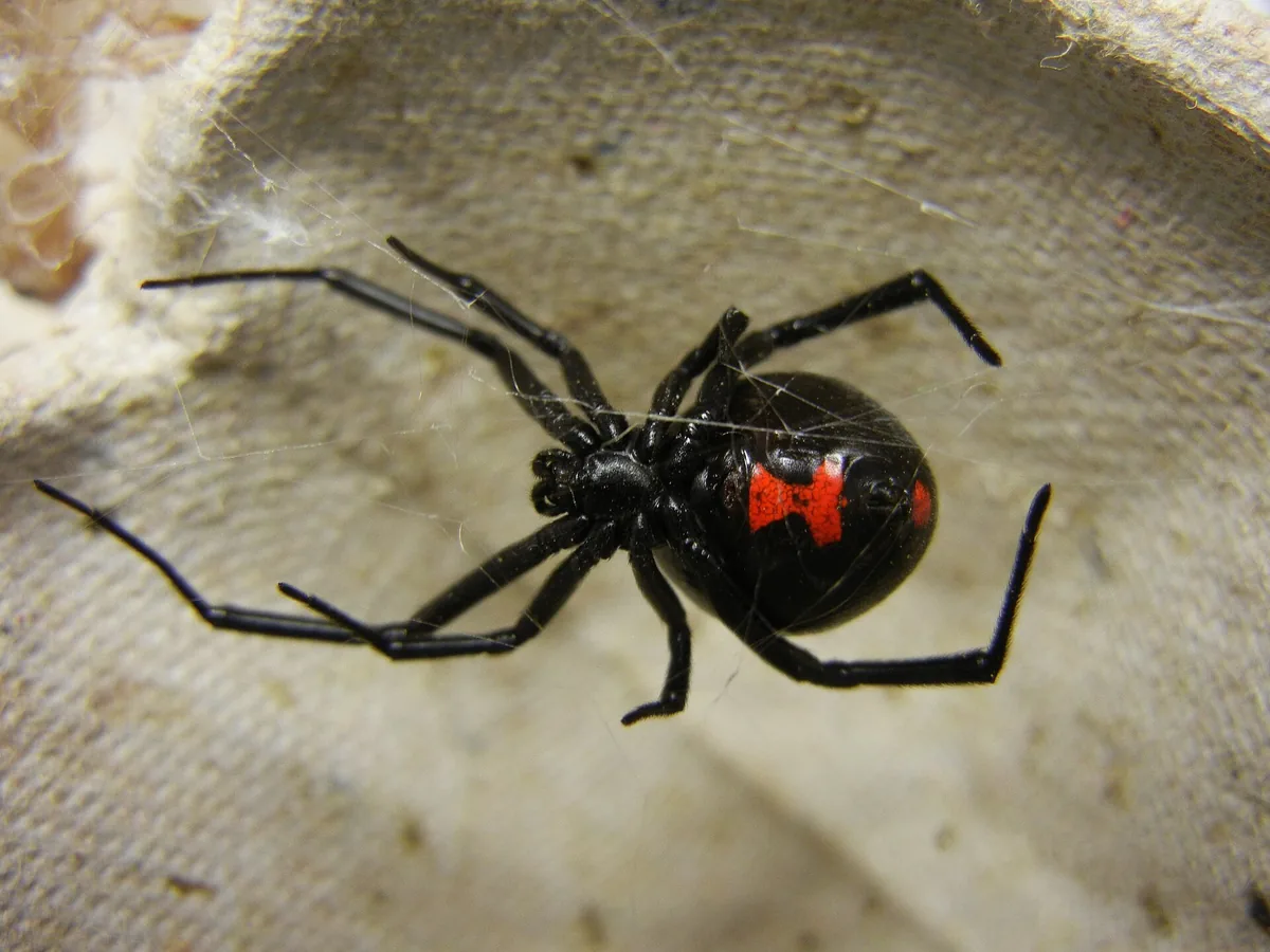 Spider Control in Bakersfield