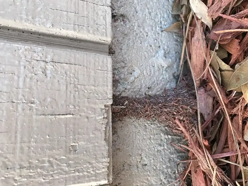 Termite Inspection in Bakersfield