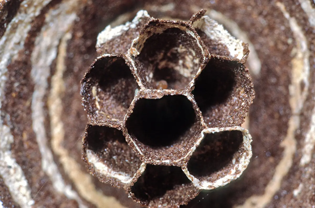 Wasp nest Removal in Bakersfield