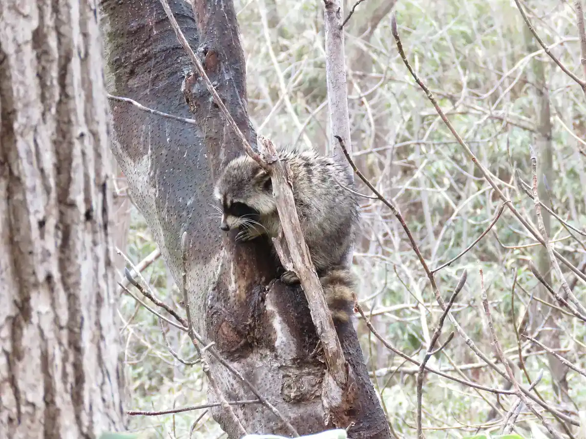 Wildlife Removal in Bakersfield